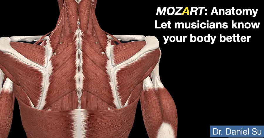 Anatomical illustration of the muscles of the upper back, neck and shoulders